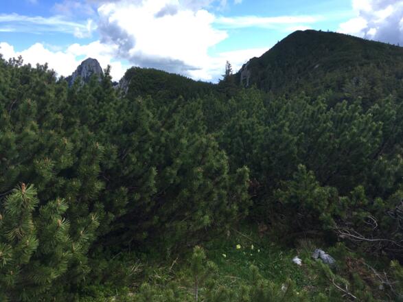 Blick zur Stumpfmauer
