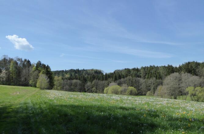 Blumenwiese bei Haselbach