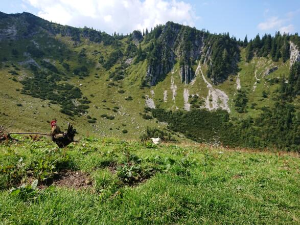 Ausblick von der Jägerbauernalm