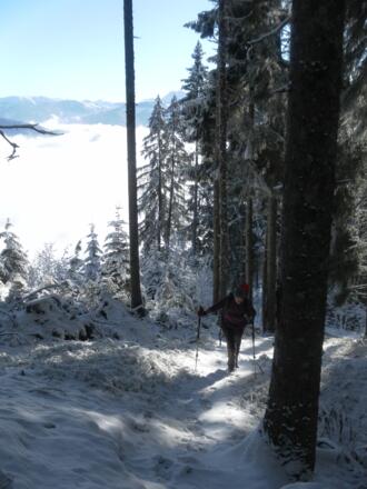 Waldpfad