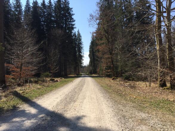 Forstweg Richtung Altkirchen