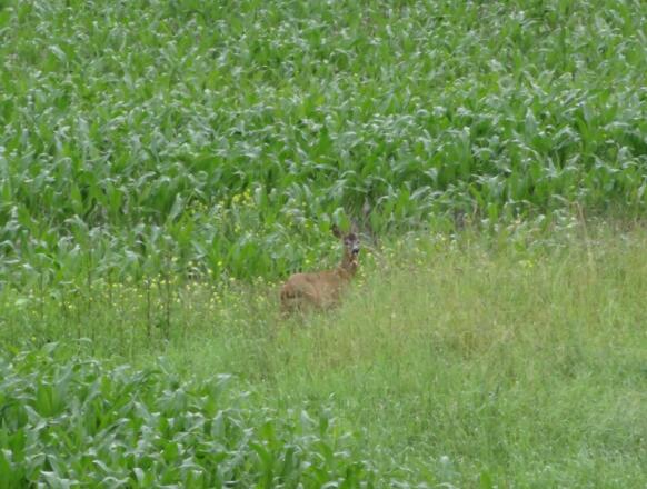 Rehe in der Vogelau