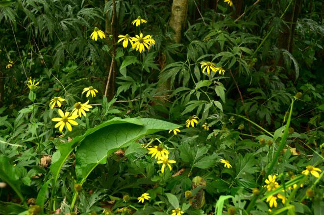 Die meterhohe Aistblume