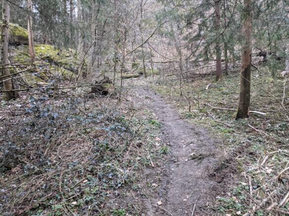 Schöner Steig durch den Wald