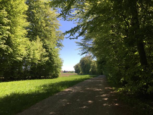 Im Hintergrund Wangen