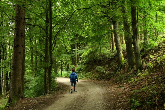 Der Buchenwald führt uns zur Ruine Prandegg