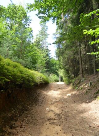 schöne Waldweg