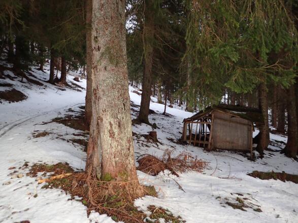 Abstieg durch den Looswald zur verfallenen Wildfütterung