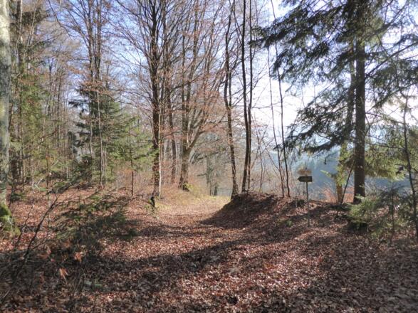 Waldweg nach Schufling