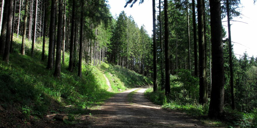 Abzweigung vom Hals
