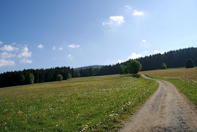 Weg von Grün nach St. Englmar