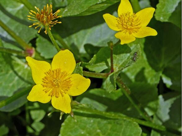 Sumpfdotterblume