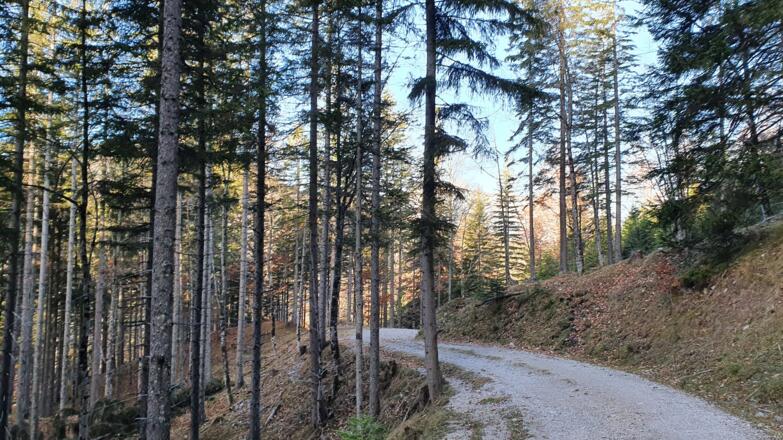 Nochmal eine halbe Stunde entlang der Forststraße