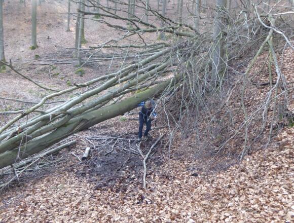 einmal unterm Baum durch...