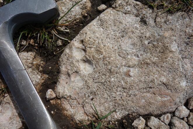 Gestein mit Brachiopoden und Seelilienresten