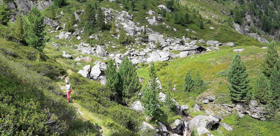 ... erreichen nach wenigen Minuten die nicht bewirtschaftete Gwannschafalm.