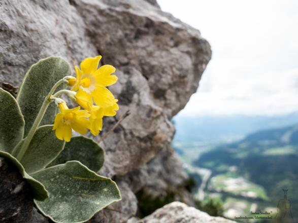 Blütenpracht in der Nähe des Gipfel