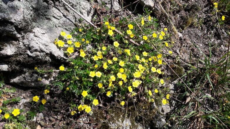 Gelbes Windröschen am Wegrand