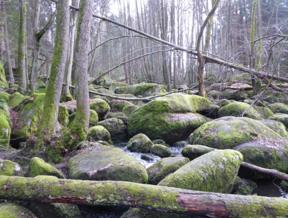 Höllbachtal - riesige moosbedeckte Felsen