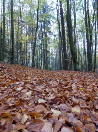 Herbst - Waldweg