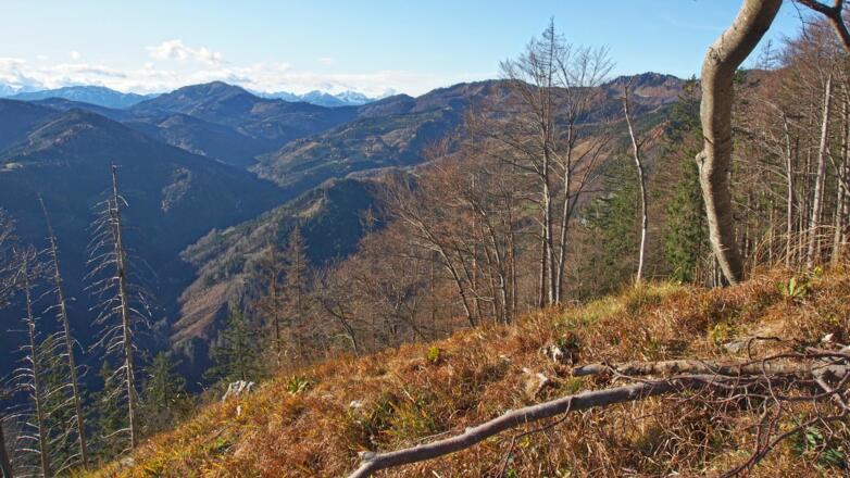 Blick vom Hühnerkogelkamm auf den den Dürrensteigkamm und Richtung Gesäuse