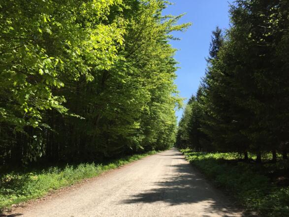 Forstweg Richtung Wolferberg
