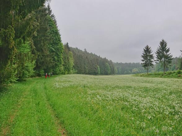 Abwechslungsreich auf  Wald- und Wiesenwegen