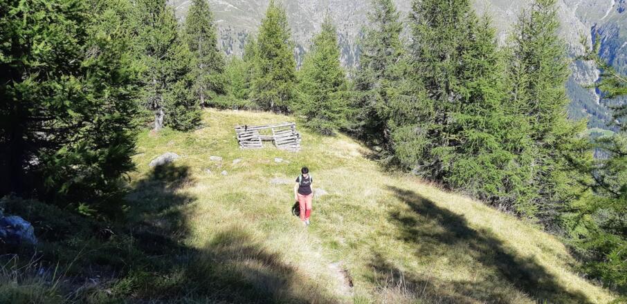 Auf 1900 m lichtet sich der Wald und ...