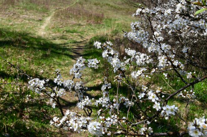Schlehe im  Frühling im Schwarzachtal