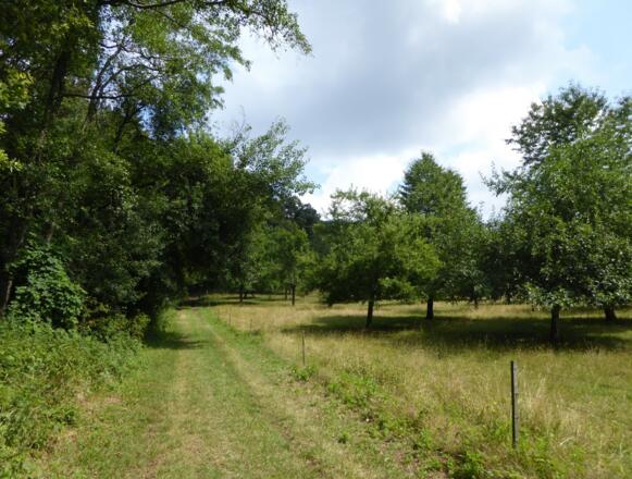 Waldweg hinauf zum Buchberg