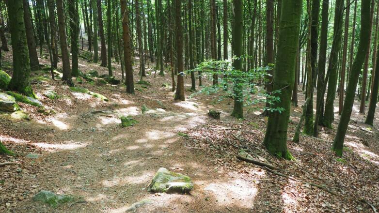 Vom Koglerauspitz fahren wir auf steilem Trail hinunter