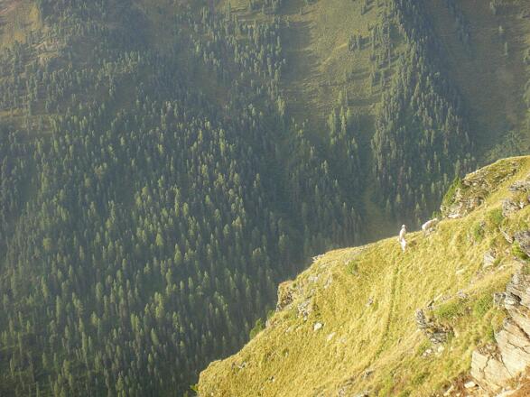 Tierische Gesellschaft auf dem Weg zur Gehsteigalm