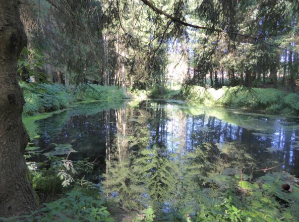 Teich kurz vor Höhenberg