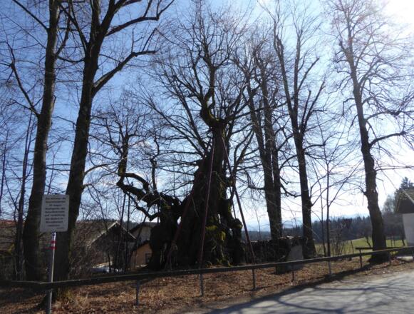 1000jährige Wolframslinde in Ried am Haidstein