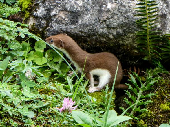 Begegnung mit einem Hermelin