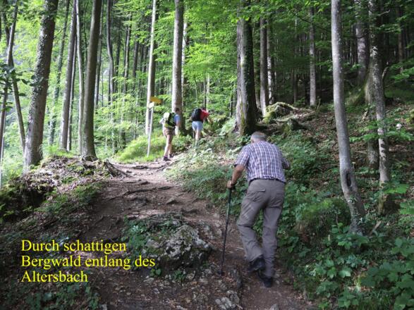 Im schattigen Bergwald