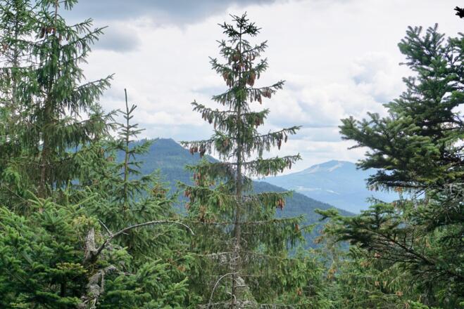 Osser und Arber vom Zwieseleck