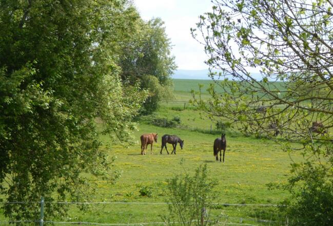 Pferdekoppel in Bärnzell