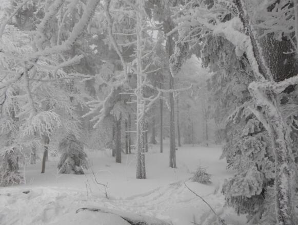 Winterlandschaft am Knogel