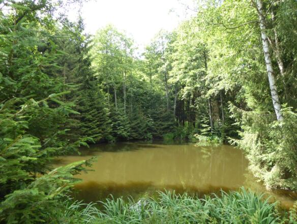 Waldweiher bei Steinernkreuz