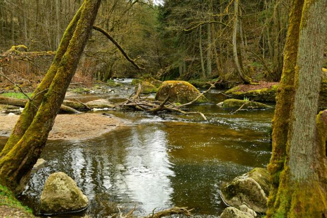 wildromantische Feldaist