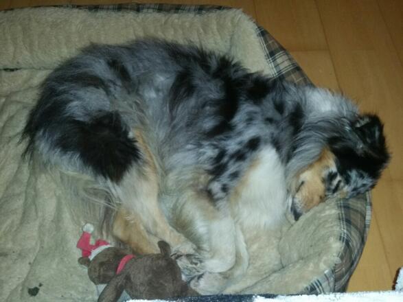 Nicht nur der Mensch auch der Hund ist erschöpft
