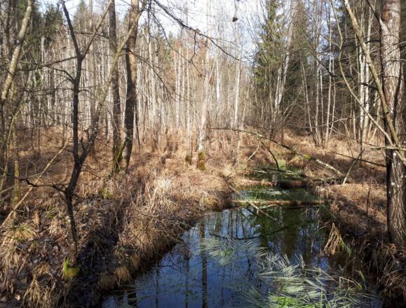 Mangroven im Rainer Wald