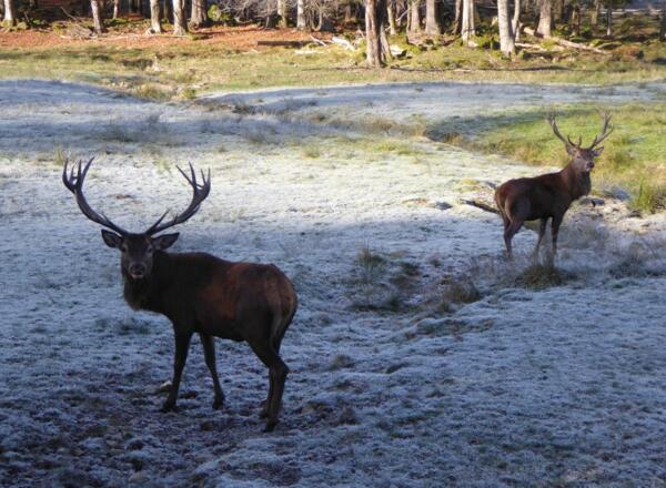 Hirschgehege Scheuereck