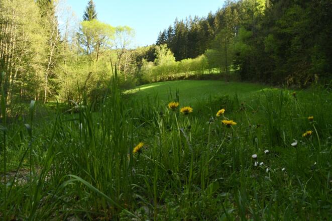 Über Wald- und Wiesenwege zurück nach Mönchdorf