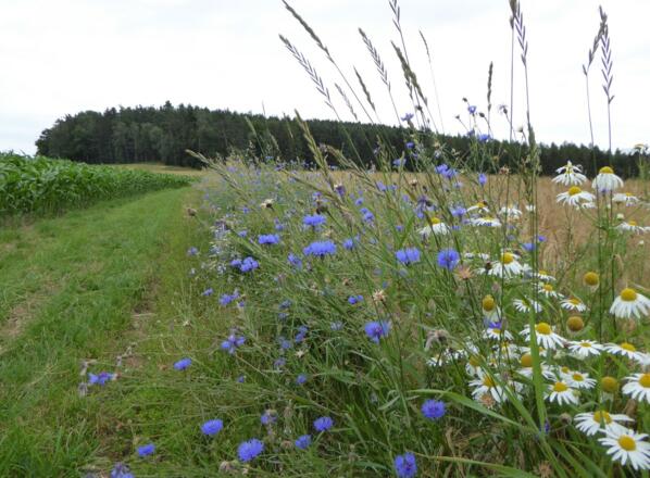 Blick auf den Kirnstein