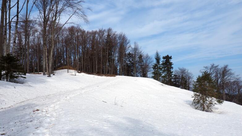 Wieder auf der Forststraße ~1070m