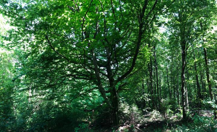 Klosterwald