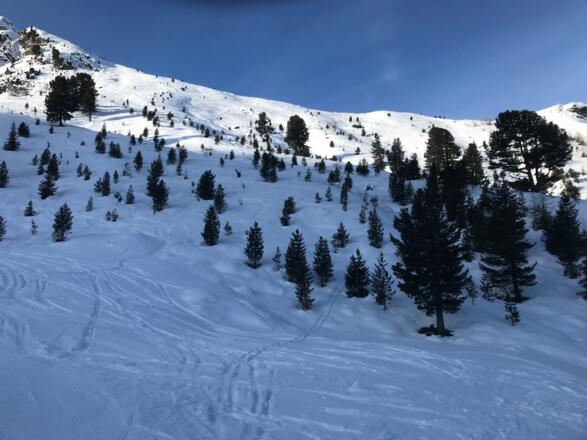 Schönes Skitourengelände durch den lichten Zirbenwald