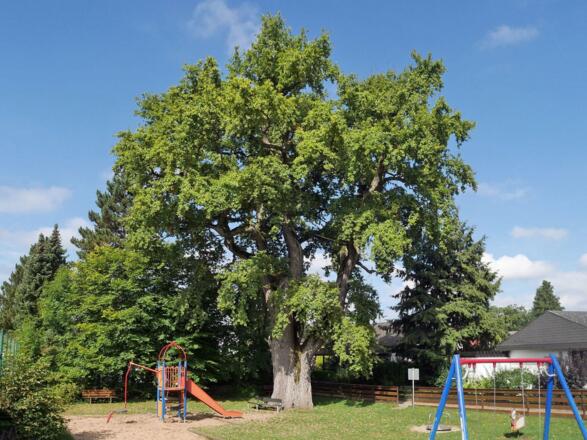 Röthenbach Uralteiche 700 Jahre